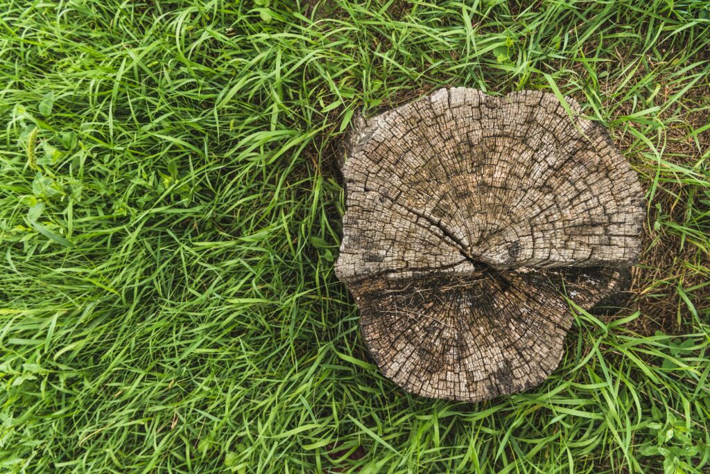 top view of stump surrounded with green grass